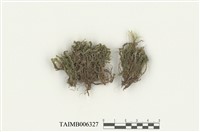 藏品(葉蘚目)的圖片